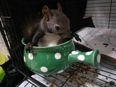 白肚皮